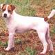 Jack Russell Terrier