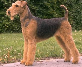 Airedale Terrier