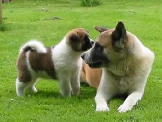 El Akita Inu Americano