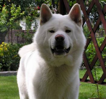 Akita Inu