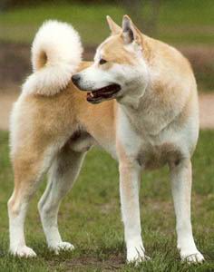 Akita Inu fotos