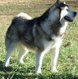 Alaskan Malamute