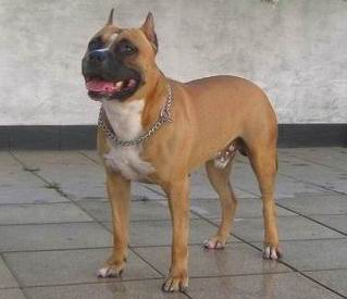 American Staffordshire Terrier