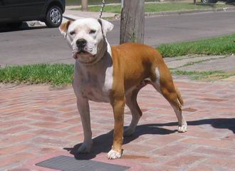 American Staffordshire Terrier - Amstaff