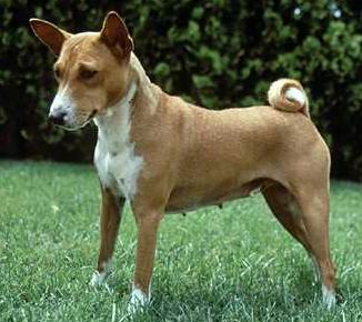 Basenji