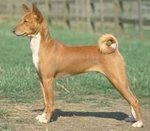 Basenji