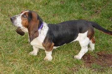 El Basset Hound