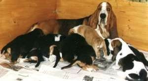 Basset Hound Galeria