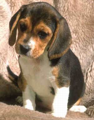 El Beagle