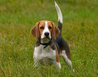 Beagle