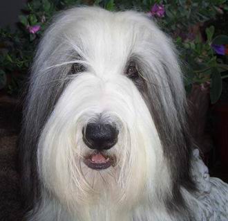 Bearded Collie