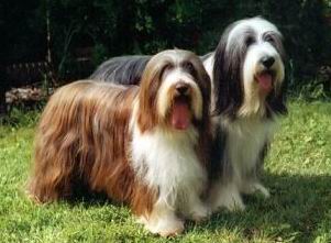 Bearded Collie