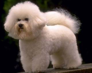 Bichon Frise