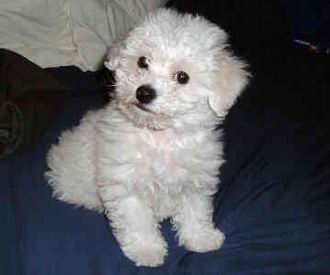 El Bichon Frise