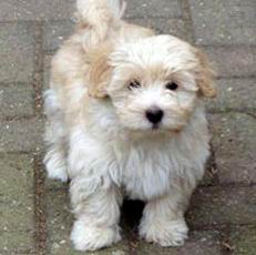 Bichon Habanero
