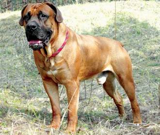 Boerboel