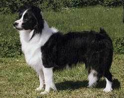 Border Collie