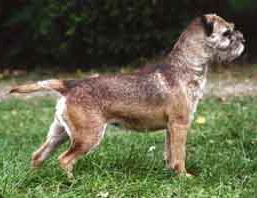 Border Terrier