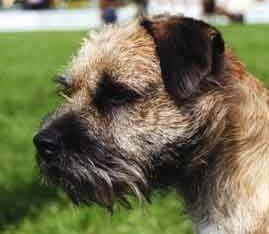 Border Terrier