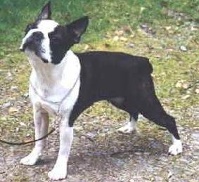 El Boston Terrier