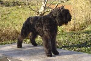 Bouvier des Flandres