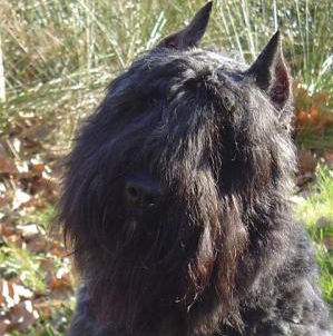 El Bouvier des Flandres