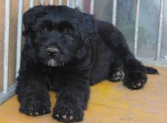 Bouvier des Flandres fotos