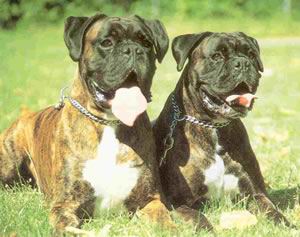 Boxer cachorros