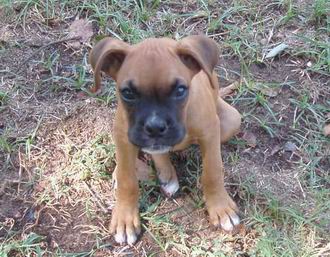 El Boxer