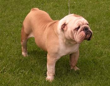 El Bulldog