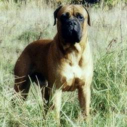 Bullmastiff