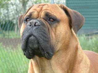 Perro Bullmastiff