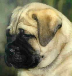El Bullmastiff