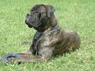 Bullmastiff