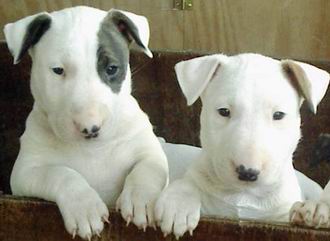 Bull Terrier