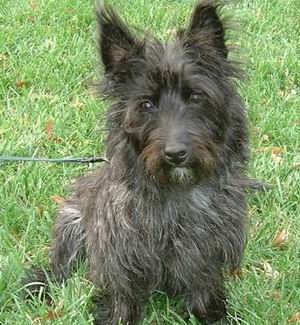 Cairn Terrier