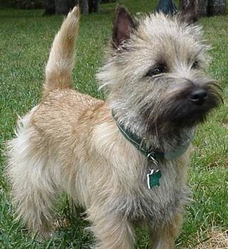 Cairn Terrier