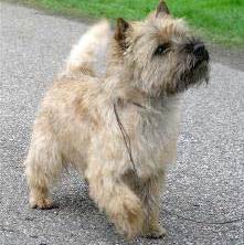 Cairn Terrier fotos