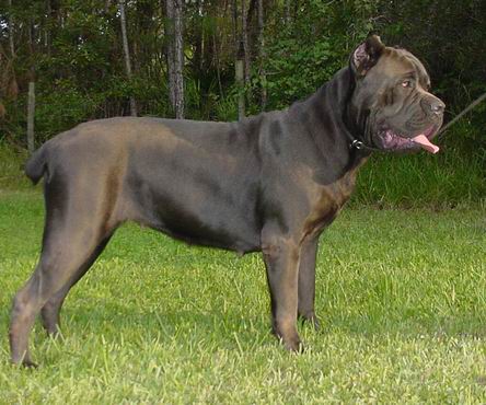 Cane Corso