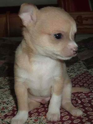 El Chihuahua