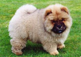 Chow Chow