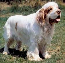 Clumber Spaniel