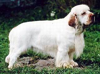 El Clumber Spaniel