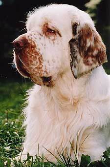 Clumber Spaniel galeria