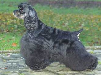 Cocker Spaniel Americano