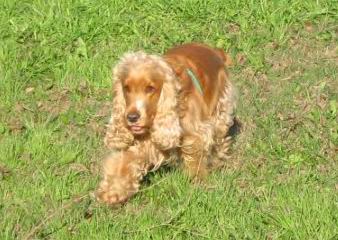 Cocker Spaniel Ingles