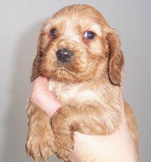El Cocker Spaniel Ingles