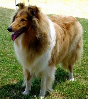 Collie Rough