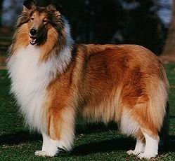 Perro Collie Rough