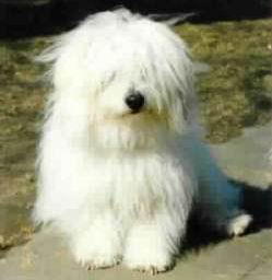 Coton de Tulear